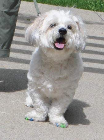 a small dog on a leash